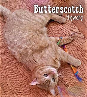Butterscotch (20475924)