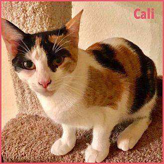Cali (Diana) (19671253)