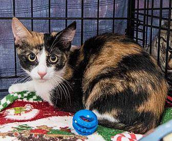 Calico (20466748)