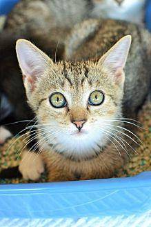 Calipurrnia (19956046)