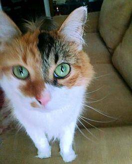 Callie (19379940)