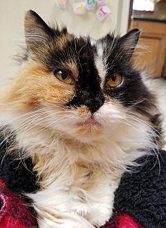Callie (19847121)