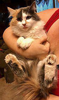 Callie (20157072)