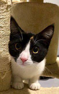 Callie (20341727)