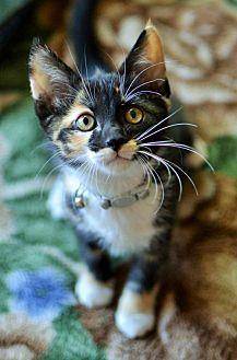 Callie (20478253)