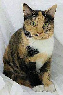 Callie2 (19392582)