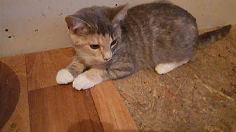 Cally (19352690)