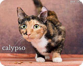 Calypso (17905232)
