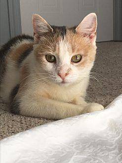 Calypso (19730278)