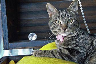 Calypso (20182685)