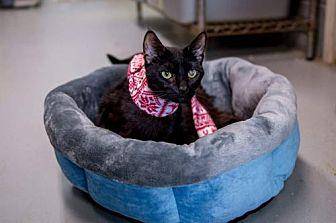 Cam-at Petsm (20070153)