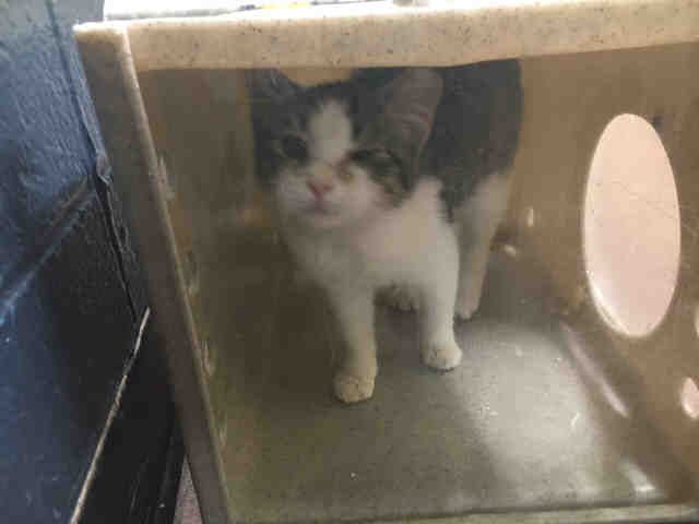 CAMMY (A631781)