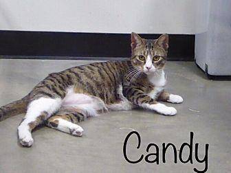 Candy (20586835)