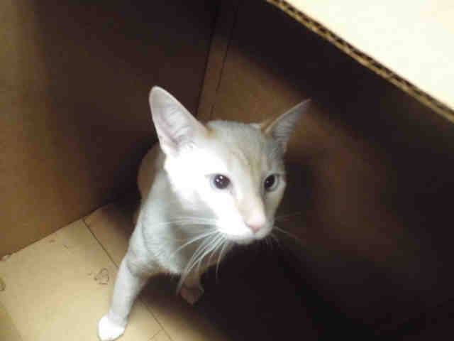 CANDY CANE (A131770)