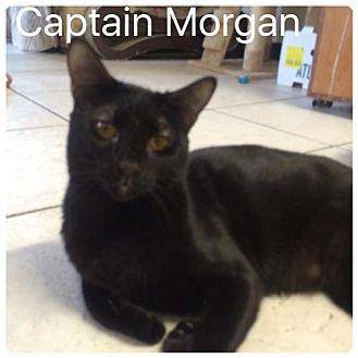 Captain Morg (18227440)