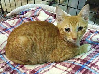 Caramel (19570955)