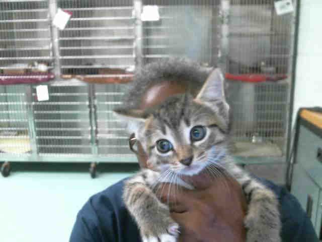 CARL (A131478)