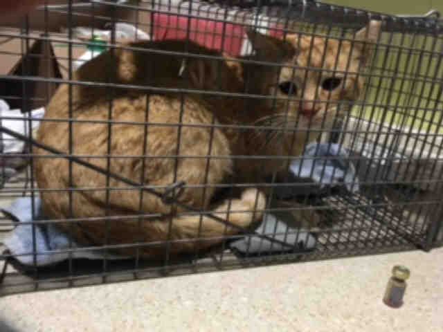 CARL (A632052)