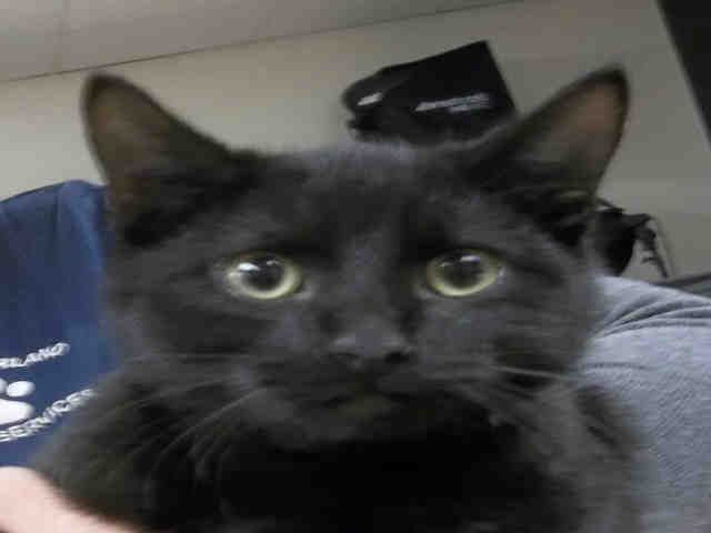 CARLOS (A131853)