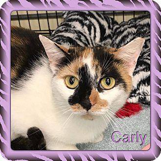 Carly (18380140)