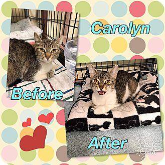 Carolyn (18205788)