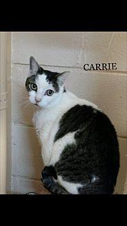 Carrie (20474995)