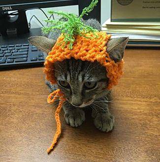 Carrot (19203709)