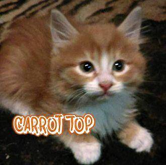 Carrot Top (20427874)