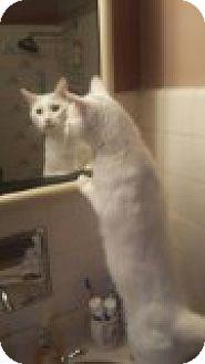 CASPER/ FIV+ (14177246)