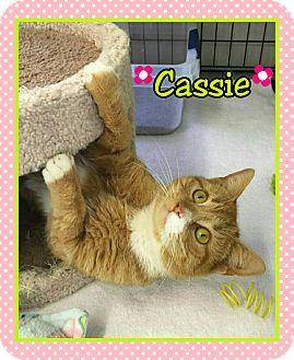 Cassie (15076961)