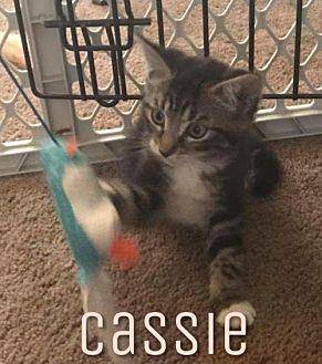 Cassie (19297884)
