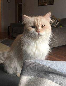 Cassie (20639599)