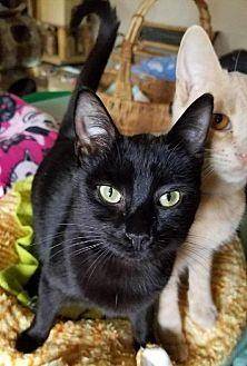 Cat 15388 (20454702)