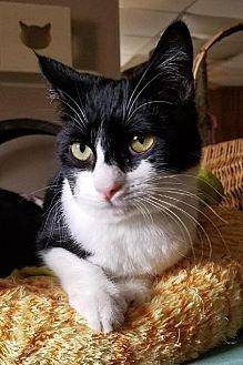 Cat 15873 (20454704)