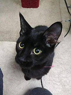 Cat 16238 (20454733)
