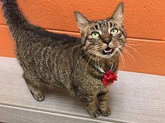Cat (20478545)