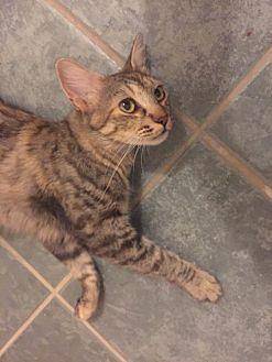 Cat Benatar (19587047)