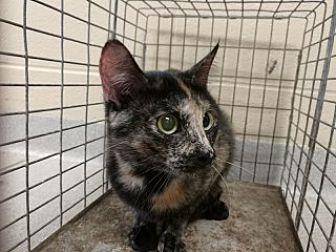 Cat Middleto (20077241)