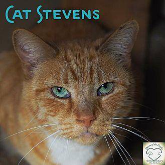 Cat Stevens (11967348)
