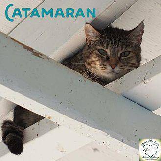 Catamaran (16411747)