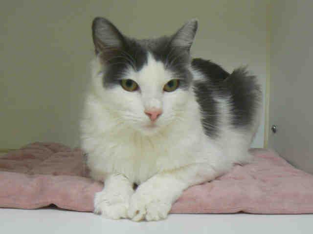 CATHERINE (A008384)