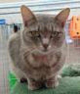 Catness (19185231)