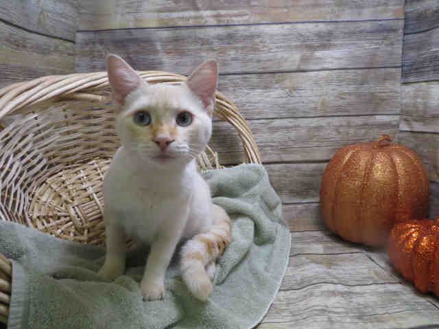 CATO (A131551)