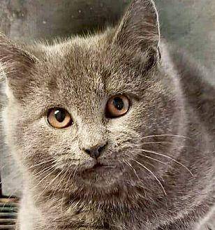 Catori (20448482)