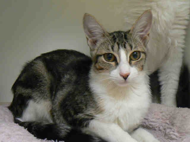CATRINA (A009537)