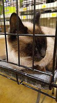 Cece (20420283)