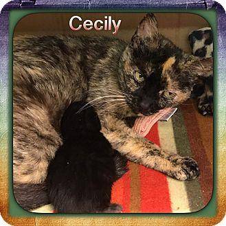 Cecily (18205797)