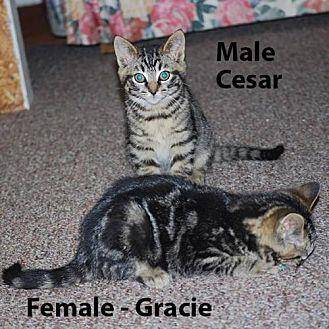Cesar (20350098)