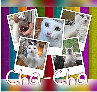 Cha-Cha (FCI (17927417)