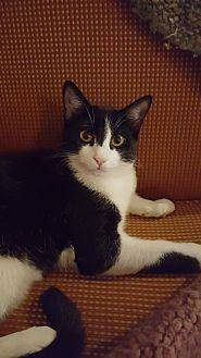 Champ (19487535)